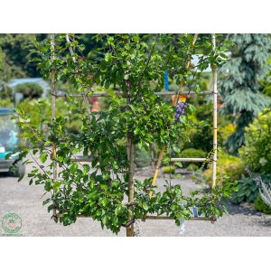 Slivka (Prunus Domestica) ´STANLEY´- výška 200 cm, obvod kmeňa 16/18 cm, kont. C70L - TVAROVANÁ STENA